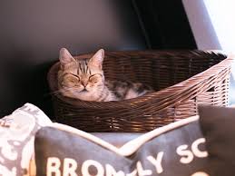 Prices vary, but a visit to a cat café isn't cheap: Neko Cafe Mocha Shibuya Restaurants In Shibuya Tokyo