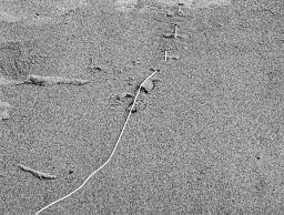 Bildergebnis für Maria Laet