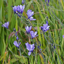 Image result for Babiana