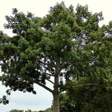 Image result for Ceiba pentandra