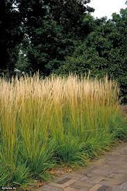 Feather Reed Grass Calamagrostis X Acutiflora Stricta Tall Ornamental Grasses Ornamental Grasses Small Backyard Landscaping