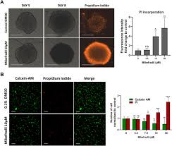 Image result for Mibefradil