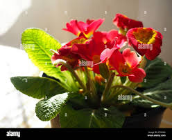 Image result for Primulaceae