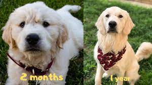 Golden Retriever 2 Months To 1 Year Happy Birthday Rylee Youtube