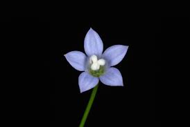 Image result for Wahlenbergia capitata