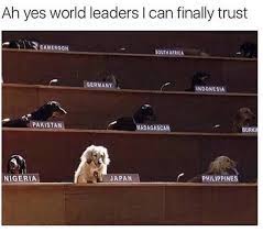 Want the best of buzzfeed animals in your inbox? 100 Pet Memes That Will Make You Lol Over And Over Again