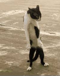 Funny Cat Gifs Get The Best Gif On Giphy