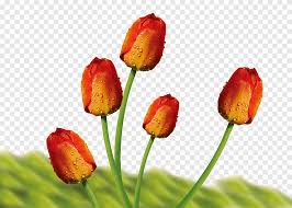 Tirez sur les fils serrés, en tirant le bourgeon de tissu taunt autour de la tige. Bouquet De Fleurs De Tulipe Bourgeon De Tulipe Tige De Plante Tulipe Fleur Png Pngegg