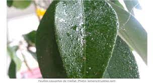 Si elle ne menace pas la survie de la plante atteinte, elle cause en la rouille est assez facile à repérer et à reconnaître. Plantes Aux Feuilles Collantes Le Probleme Est Au Dessus Jardinier Paresseux