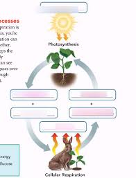 Some organisms, such as plants, can trap the energy in sunlight through photosynthesis (see chapter 5) and store it in the chemical bonds of animals and other organisms obtain the energy available in carbohydrates through the process of cellular respiration. Cellular Respiration And Photosynthesis Diagram Quizlet