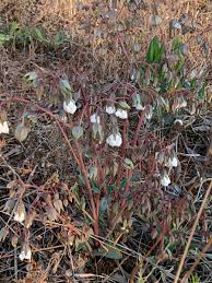 Image result for Trichodesma physaloides