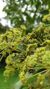 Image result for Heteromorpha arborescens