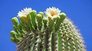 Check spelling or type a new query. Saguaro Flower Power Project Saguaro National Park U S National Park Service