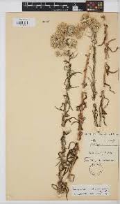 Image result for Pseudognaphalium oligandrum