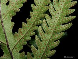 Image result for Tectaria