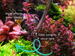 Image result for Syngonanthus exilis