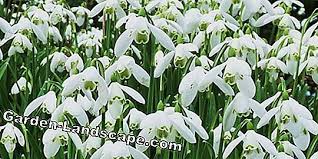 Care Of The Garden Are Snowdrops Poisonous You Should Know That 2021