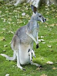 Sit Back And Relax Australia Animals Australian Animals Animals Beautiful