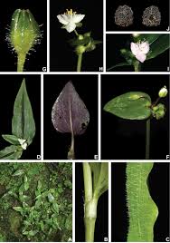 Asuncion was a presiding judge of the regional trial court, branch 104 of quezon city, philippines. Wandering Throughout South America Taxonomic Revision Of Tradescantia Subg Austrotradescantia D R Hunt M Pell Commelinaceae