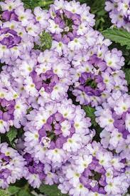 We did not find results for: 24 Purple Flowers To Brighten Your Garden Garden Design