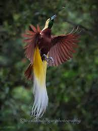 Get it on google play. Pin On Birds Of A Feather