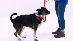 Petsmart area trainer, san antonio, tx. Will Your Dog Be The Smartest At The Park Petsmart S Brain Games Training Course Can Help