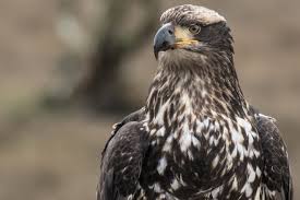 The bald eagle (haliaeetus leucocephalus) is a bird of prey found in north america. Six Photos Show How To Recognize Young Bald Eagles Birdwatching
