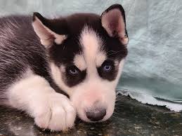 Find siberian huskies for sale in atlanta on oodle classifieds. Siberian Husky Puppies Petland Dalton