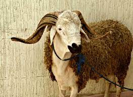 Check its date, significance, and more for 2021. Eid Al Kabir In Morocco The Festival Of The Sacrifice Taste Of Maroc