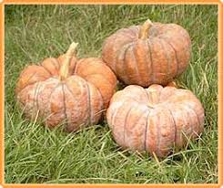 Image result for Cucurbita moschata