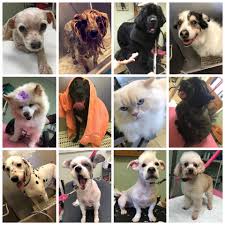 We did not find results for: Village Pet Supplies And Gifts Home Facebook