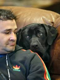 A black Lab mix, once homeless, gives love to vets