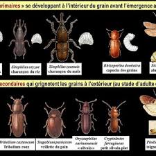 Principales Especes D Insectes Nuisibles Des Stocks De Cereales Download Scientific Diagram