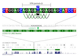 In order to use the program, the user submits a sequence in fasta format. Short Tandem Repeats In Human Exons A Target For Disease Mutations Bmc Genomics Full Text