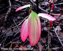 Image result for Cinnamomum verum