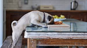 Come shop our deals today! New Fda Warning Cautions Against Grain Free Dog Food The Atlantic