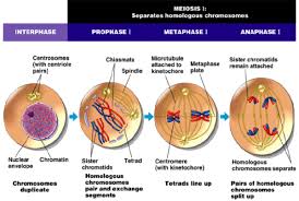Pembelahan Mitosis Dan Tahap Tahapnya Dosenbiologi Com