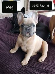 Akc french bulldog breeder in northern california. View Ad French Bulldog Litter Of Puppies For Sale Near Alabama Spanish Fort Usa Adn 99490
