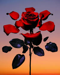 Deconstructed Rose For The New Yorker Art Rose Illustration Creative Photography