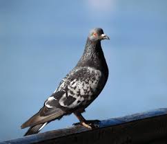 * hours abell pest control inc indicated for the examination and may not coincide with the real! Pest Control Abell Home
