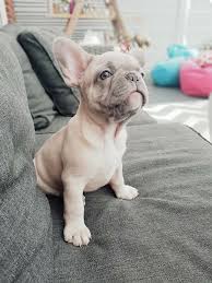 One of our favorite characteristics of french bulldogs is that they come in so many wonderful colors and patterns. What Is The Rarest French Bulldog Color French Bulldog Victorious Blue Secret Bulldoggs Phoenix Blue French Bulldog Fawn French Bulldog Brindle French Bulldog