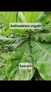 Image result for Anthocleista vogelii