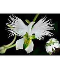 Image result for Habenaria petitiana