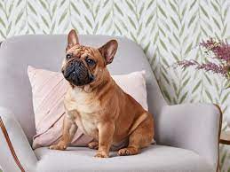 Photos and contact info on adver… more. French Bulldog Full Profile History And Care