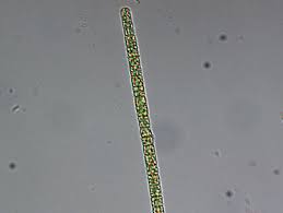 Image result for Cylindropsis