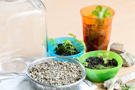 Wer sich ein neues gartenhaus wünscht, steht vor einer. Geschlossenes Okosystem Ewigen Minigarten Im Glas Anlegen