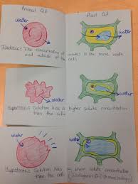 Osmosis Foldable Inside Cover Teaching Biology Biology Lessons Biology