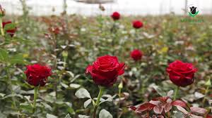 The real flower company trade flowers. Black Tulip Flowers Wholesale Community Facebook