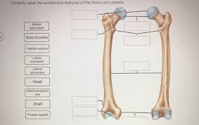 The medial epicondyle of the femur is an epicondyle, a bony protrusion, located on the medial side of the femur at its distal end. Solved Correctly Label The Anatomical Features Of The Fem Chegg Com