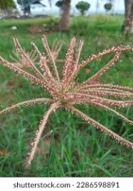 Image result for Chloris gayana